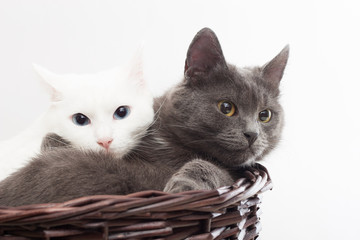 Fototapeta na wymiar two cats in a wicker basket on a white background