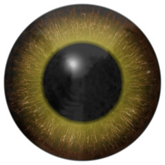 Eye iris generated hires texture