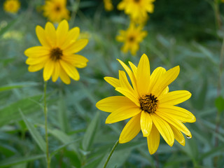fiore di topinambur (Helianthus tuberosus)