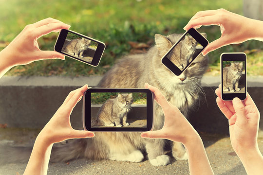 a lot of people take pictures of a cat on smartphones