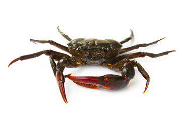 living freshwater crab on a white background