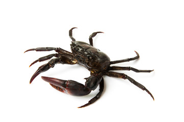 living freshwater crab on a white background