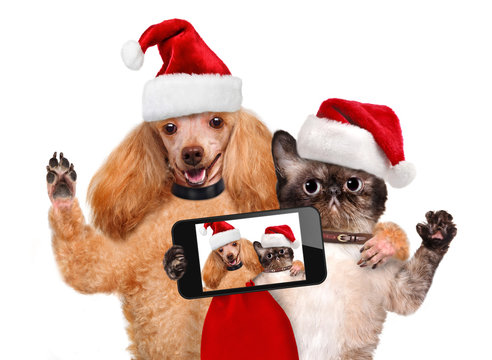 Cat and dog  taking a selfie together with a smartphone