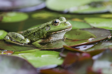 Teichfrosch