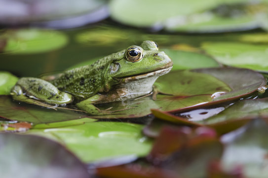 Teichfrosch