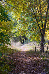 Autumn forest path between maple, oak, willow and poplar trees in a sunny day