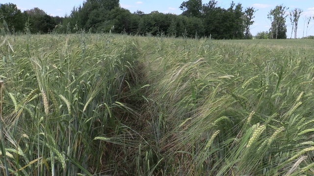 Ripe barleycorn plant crop ears move in wind