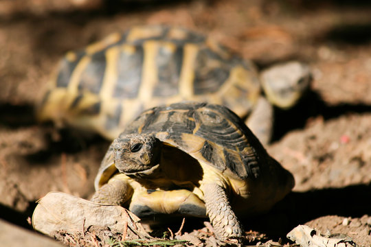 Turtles