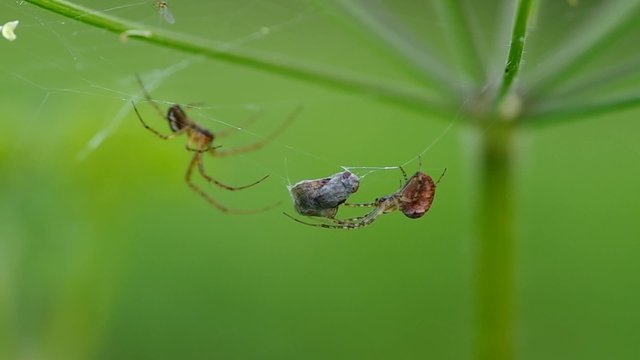 Two spiders on a spider web and caught a fly