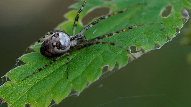 Spider on green leaf in the wind
