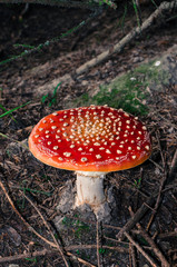toadstool