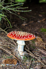 toadstool