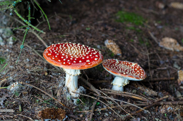 toadstool