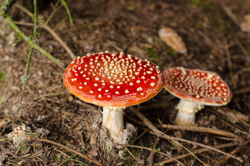 toadstool