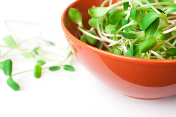 green young sunflower sprouts