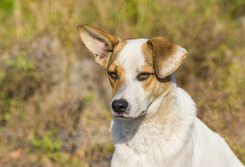 Naklejka na ściany i meble Portrait of adorable mixed breed stray dog with sad face