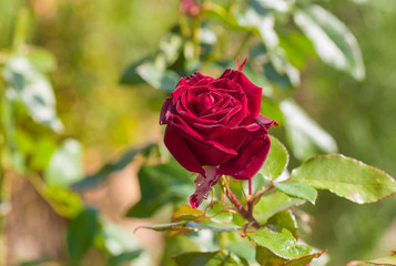 Purple rose in autumnal garden