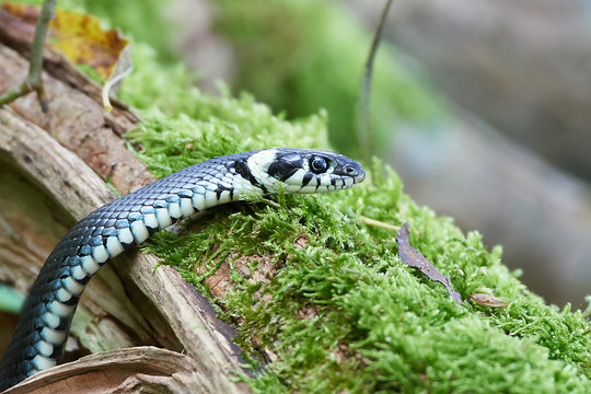 Grass snake (natrix natrix)