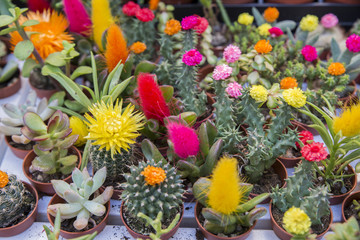 Obraz na płótnie Canvas small flowered cactus