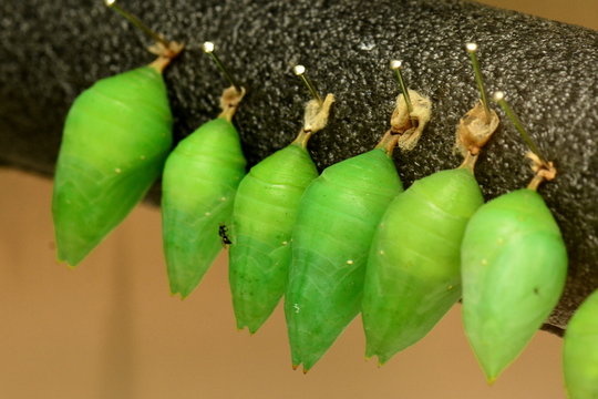 Cacoons lined up waiting to emerge into butterflies