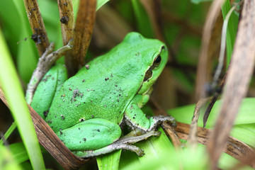Laubfrosch
