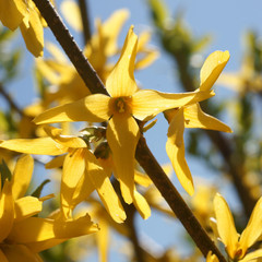 Forsythia beautiful flower © 7monarda
