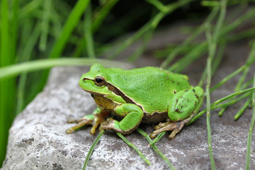Laubfrosch