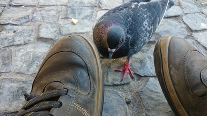 Paloma junto a zapatos