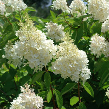 Hydrangea paniculata Grandiflora