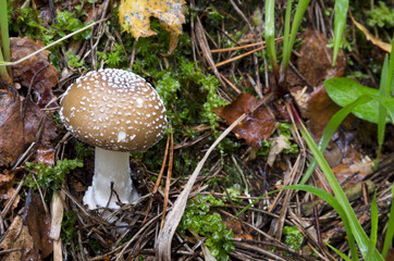 Amanita pantherina. mushrooms in the forest