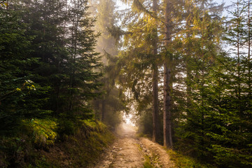 Strong beautiful fog and sunbeams in the forest