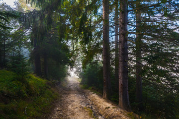 Strong beautiful fog and sunbeams in the forest