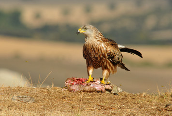 Milano comiendo en el campo