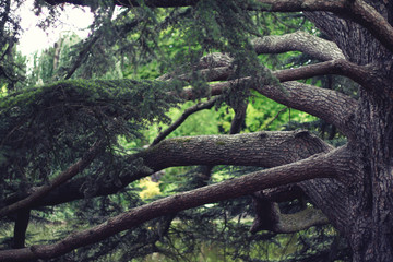 Fototapeta premium Arbre