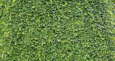 Natural leaves' wall in the garden