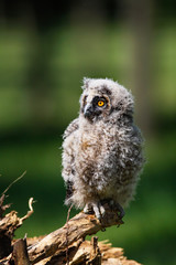 Long-eared Owl (Asio otus) owlet