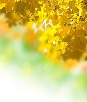autumn yellow leaves