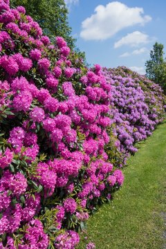 Rhododendron, rosa-lila Blüten im Sommer