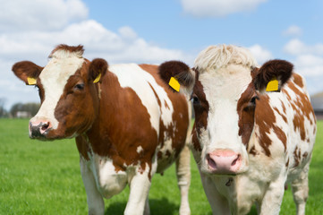 Brown white cows