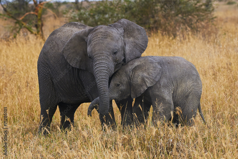 Poster Elephant brothers