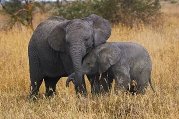Fototapete Rund Elephant brothers © lucaar