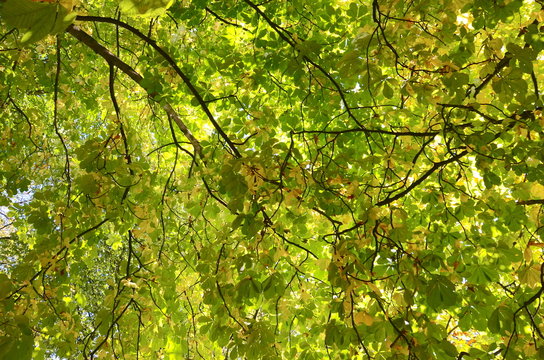 Looking up at a large chestnut tree in autumn