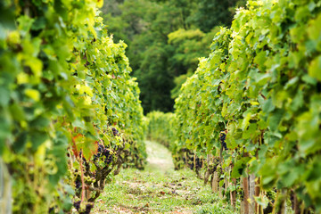 Fototapeta na wymiar crozes hermitage vineyard, rhone france