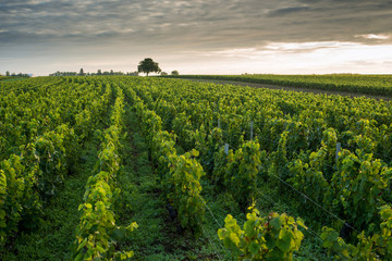 Vineyards in Pommard, near  Beaune, Burgundy, France