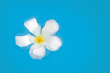 Frangipani flower floating on blue water