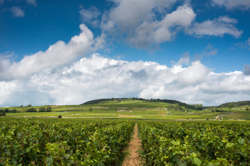 Vineyards in Beaune, Burgundy, France