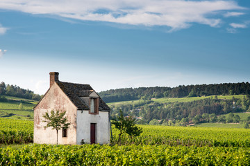 Fototapeta na wymiar Vineyard. Pommard, Cote de Beaune, d'Or, Burgundy, France