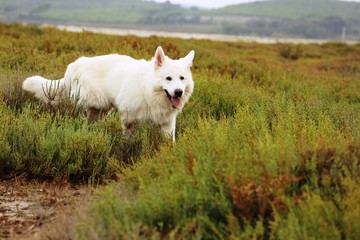 Schweizer weißer Schäferhund
