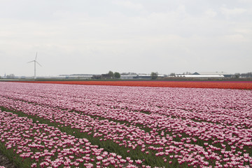 Typical Dutch flowers landscape