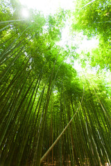 Fototapeta premium Bamboo forest and the sky